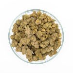 Mimosa Nano 10 Kvety – Obrázok 2