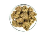 Pink Haze Nano 10 Kvety – Obrázok 2