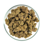 Orange Gelato Nano 11 kvety – Obrázok 2